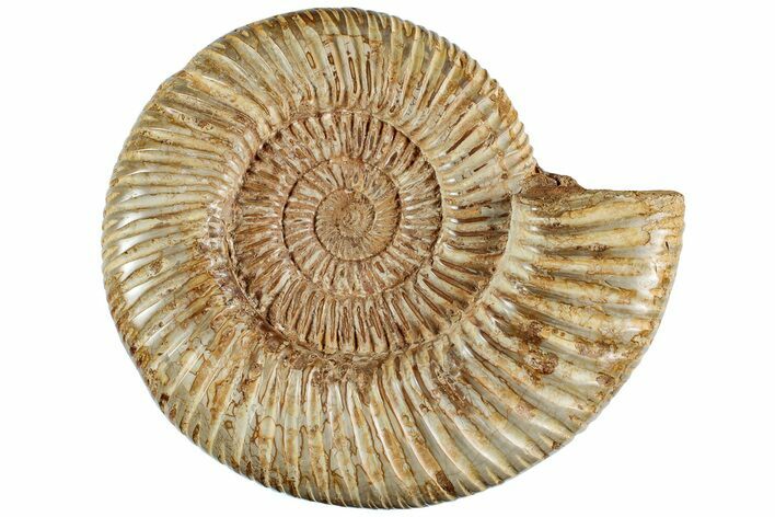 Jurassic Ammonite (Perisphinctes) - Madagascar #227477